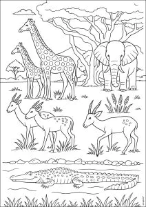 Animaux D'afrique