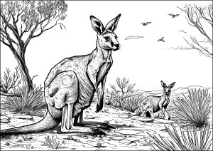 Coloriage deux kangourous dans desert australien