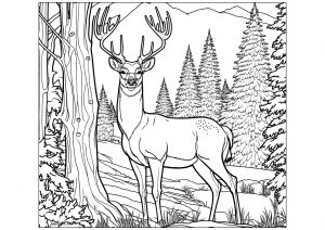 Cerfs dans la montagne, au milieu d'une forêt