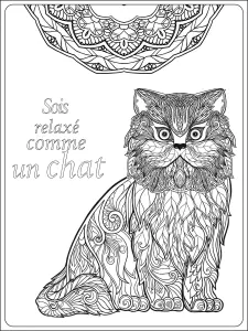 Soit Relax Comme Un Chat Par Elena Besedina