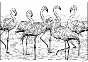 Famille de flamands roses   1