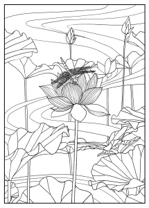 Lotus Par Mizu