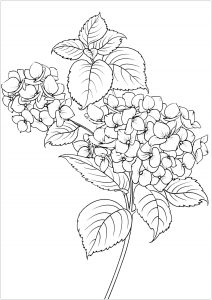 Coloriage fleurs et feuilles