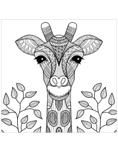 Tete De Girafe Et Feuilles