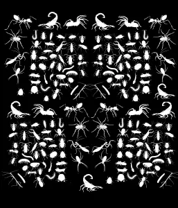 Difficile Insectes Blanc