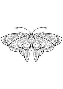 Papillon Jolis Motifs 1