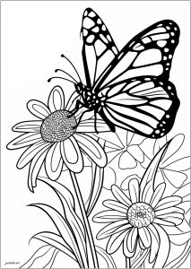 Coloriage papillon sur fleurs lignes epaisses