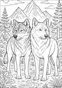 Duo de loups sauvages