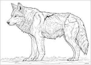 Loup Majestueux Dans Un Dessin Très Réaliste