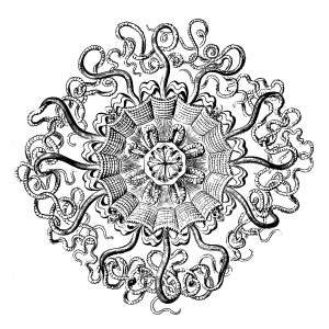 Mandala exclusif créé à partir d'une planche anatomique de méduse du 18e siècle (Permedusae)