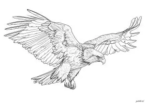 Aigle En Plein Vol