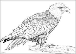 Coloriage maginifique aigle de profil