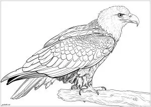 Maginifique Aigle De Profil