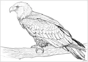 Superbe Aigle De Profil, Sur Une Branche D'arbre