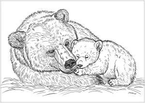 Maman Ours Et Son Bébé