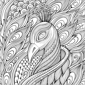 Coloriage elegant paon