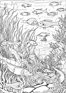 Nombreux Poissons Et Algues