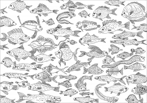 coloriage-nombreux-poissons