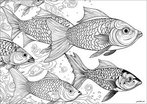 Plusieurs Poissons Nageant Tranquillement