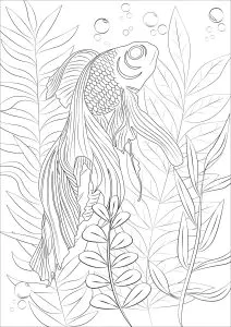 Poisson 
