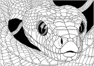 Tête De Serpent Au Regard Perçant