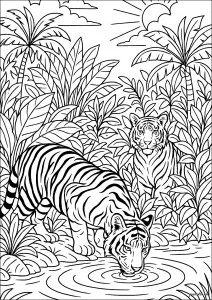 Tigres au bord de la rivière