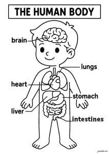 Dibujos Para Colorear De Cuerpo Humano Gratis Para Niños