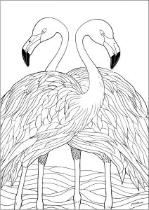 Dibujos Para Colorear Para Niños De Flamencos Rosados, Gratis, Para Descargar