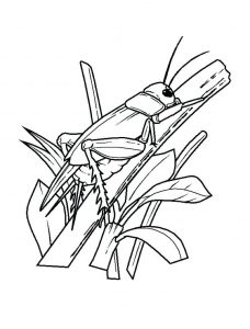 Insectos 63221