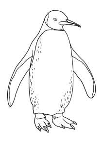 Dibujos para colorear para niños gratis de pinguinos