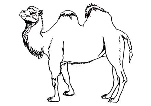 Camelo Simples Para Colorir