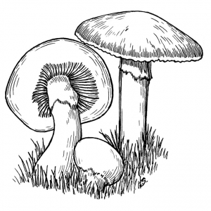Desenho de cogumelos grátis para descarregar e colorir