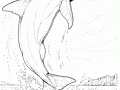 Desenho livre de golfinhos para imprimir e colorir