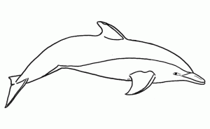 Páginas de coloração de golfinhos para imprimir