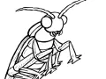 Desenhos Para Colorir De Insetos Para Imprimir