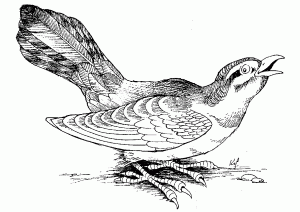 Desenho realista de um pássaro