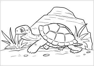 Linda tartaruga a caminhar lentamente