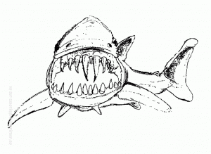 Imagem de tubarão para descarregar e colorir