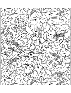Aves 33567