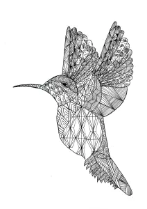 Colibrí Con Dibujos Para Colorear