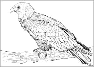 Magnífica águila de perfil sobre la rama de un árbol