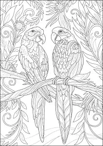 Dos Loros: Dibujo De Trazo Fino