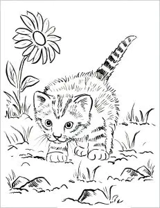 Gatito Jugando Al Aire Libre