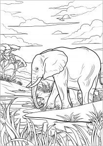Viejo elefante en la sabana