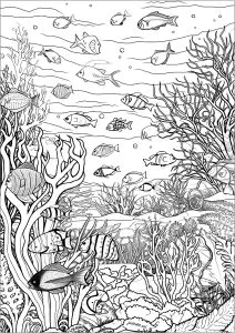 Muchos Peces Y Corales