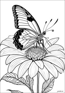 Preciosa mariposa sobre una flor