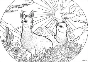 Lama Flores Y Sol