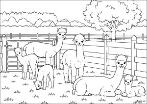 Alpacas en un prado.