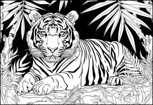 Majestuoso Tigre Sobre Fondo Negro
