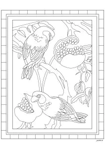 Loros Y Fruta Madura